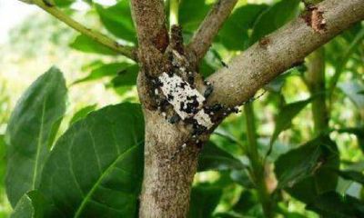 Intensifican acciones para combatir a una plaga de la yerba mate