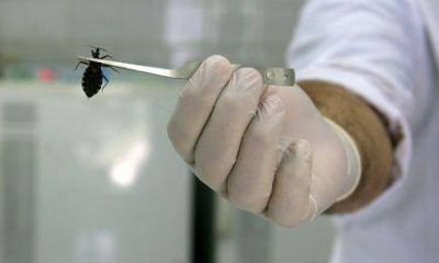Confirman que Misiones est� libre de chagas