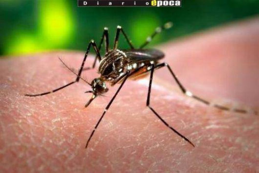 Advierten que el riesgo potencial de dengue en Corrientes es alto