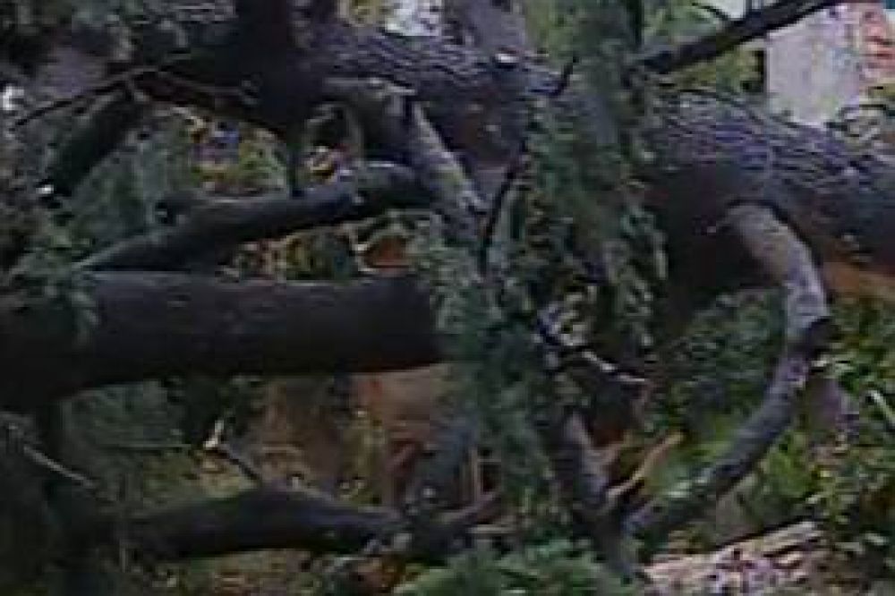 Fuerte temporal caus� destrozos en el norte de GBA