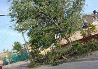 Cortes de luz y ca�da de �rboles por el fuerte viento 