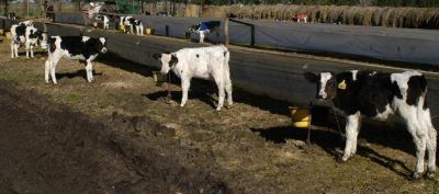 Espa�a: Las explotaciones de leche agonizan con un d�ficit medio de 30.000 euros al a�o