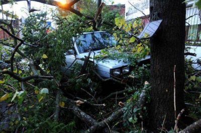 Una fuerte tormenta provoc� la ca�da de �rboles y cortes de luz