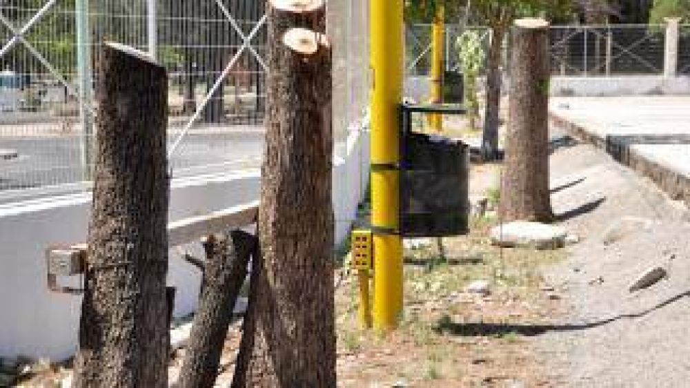 Polideportivo ser� reforestado de manera integral
