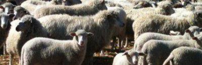 Peque�os productores reclaman ordenanza para vender en Bariloche