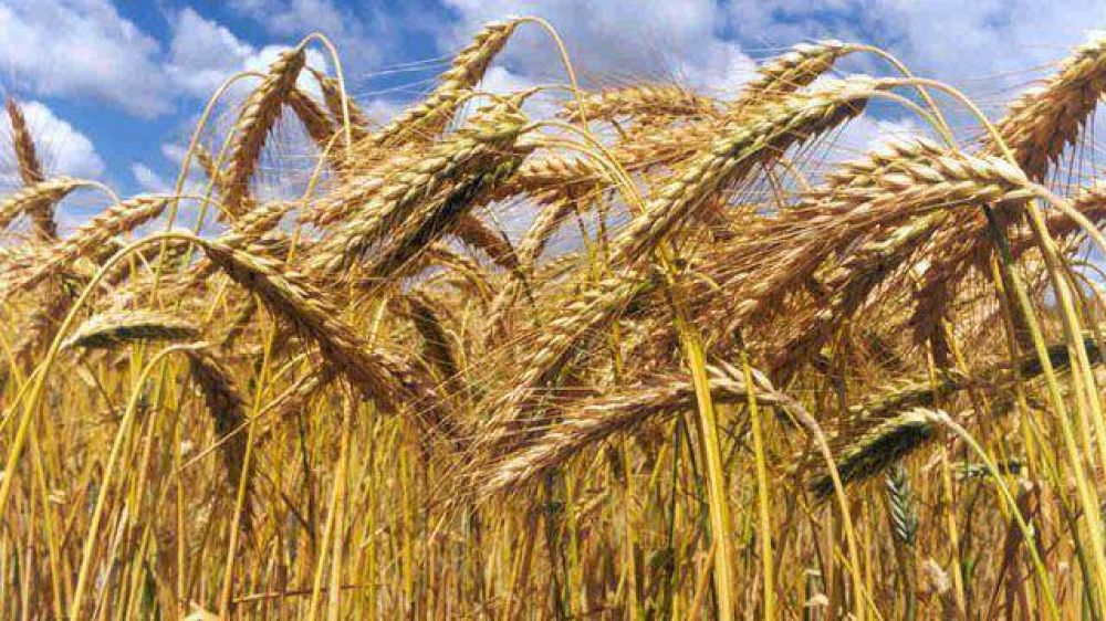 El campo pidi� que se declare la emergencia en el trigo en Entre R�os
