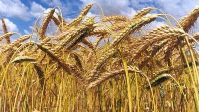 El campo pidi� que se declare la emergencia en el trigo en Entre R�os