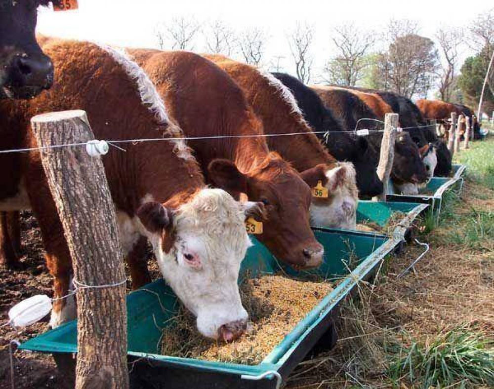 Ganader�a: Aseguran que la provincia se autoabastece en un 60 % con producci�n propia