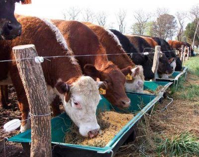Ganader�a: Aseguran que la provincia se autoabastece en un 60 % con producci�n propia