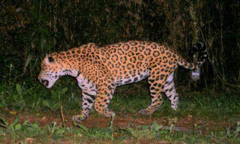La gente eligi� los nombres de los nuevos yaguaret�s de Vida Silvestre