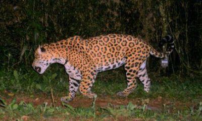 La gente eligi� los nombres de los nuevos yaguaret�s de Vida Silvestre