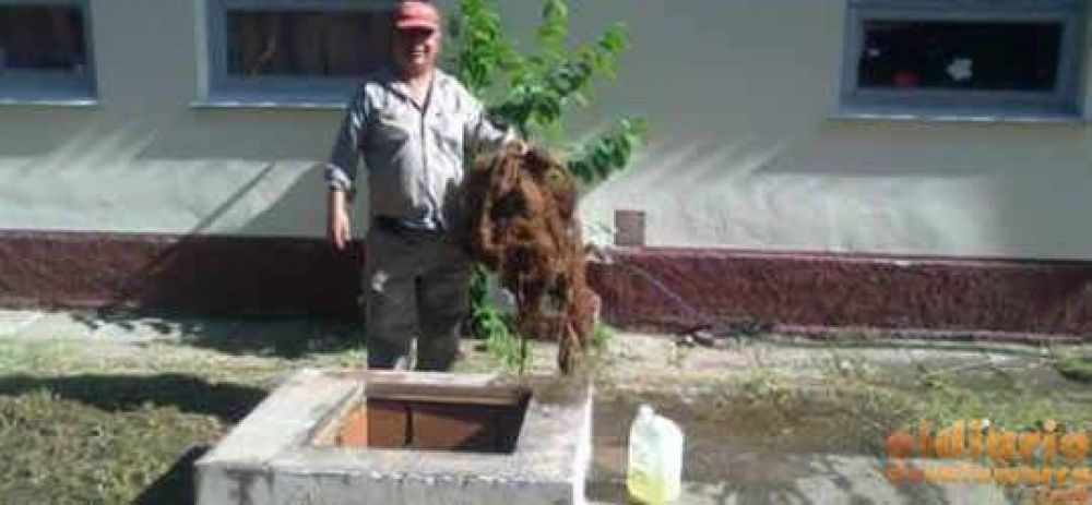 Encuentran 200 escuelas con sus tanques de agua casi tapados de ratas, cucarachas y hasta palomas muertas
