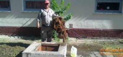 Encuentran 200 escuelas con sus tanques de agua casi tapados de ratas, cucarachas y hasta palomas muertas