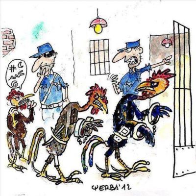 Demoran a �galleros� y rescatan 18 aves