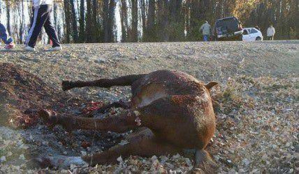 Procesaron al cuidador del caballo que provoc� una tragedia en la ruta