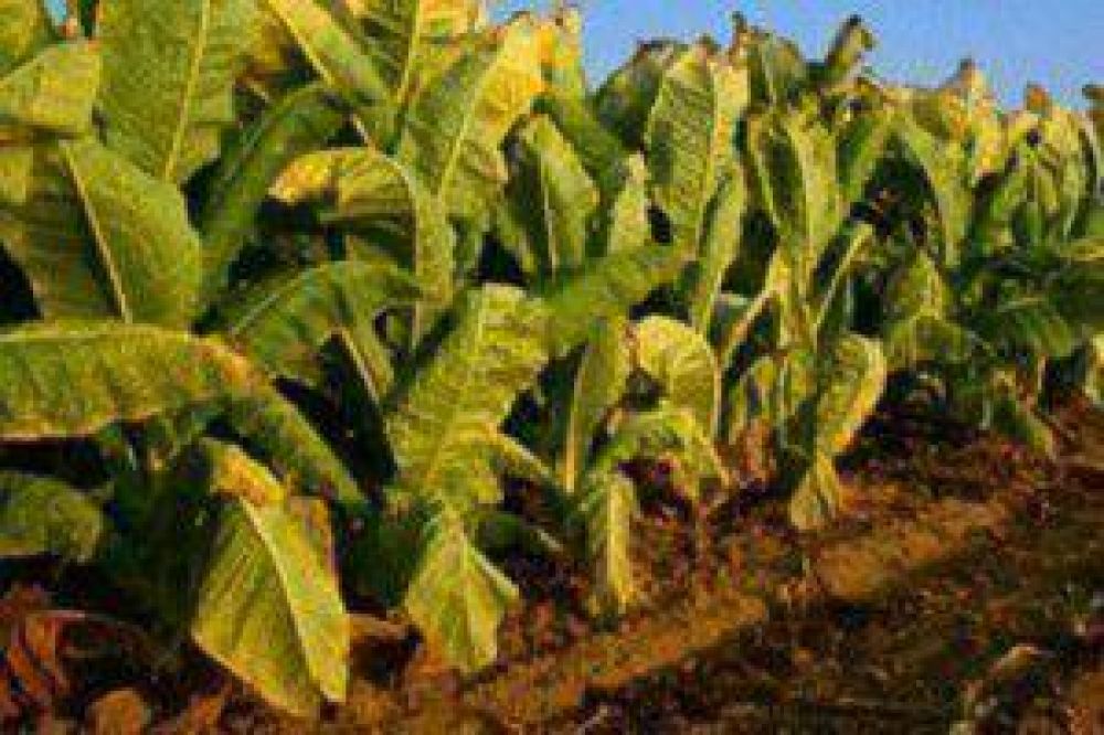 Tabacaleros iniciaron negociaciones con China por precio FOB del Virginia