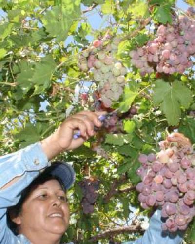 Uva a Brasil: como a�n no se bromura, retrasan los env�os