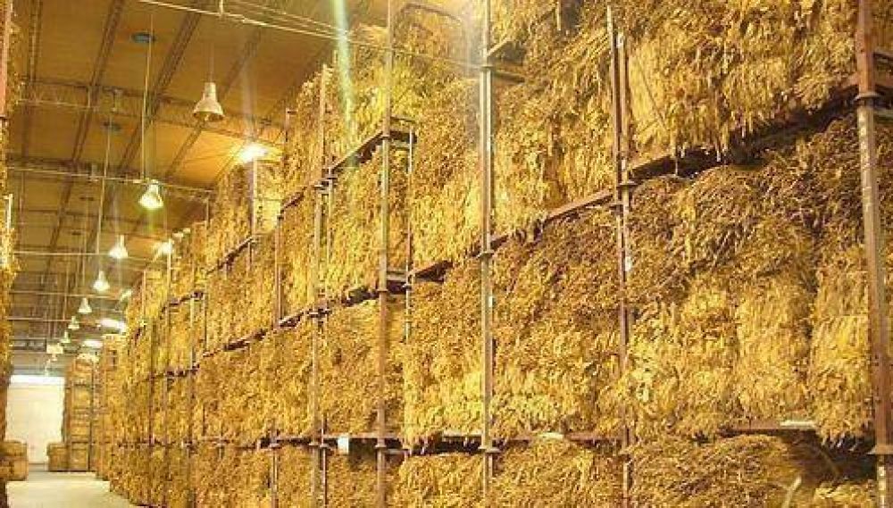 Ma�ana pagan m�s de 105 millones a productores tabacaleros
