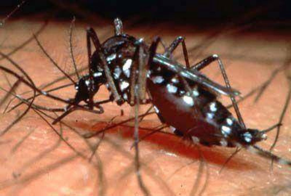 En la ciudad no se registro ning�n caso de Dengue, aunque recomiendan medidas de prevenci�n