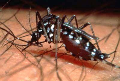 En la ciudad no se registro ning�n caso de Dengue, aunque recomiendan medidas de prevenci�n