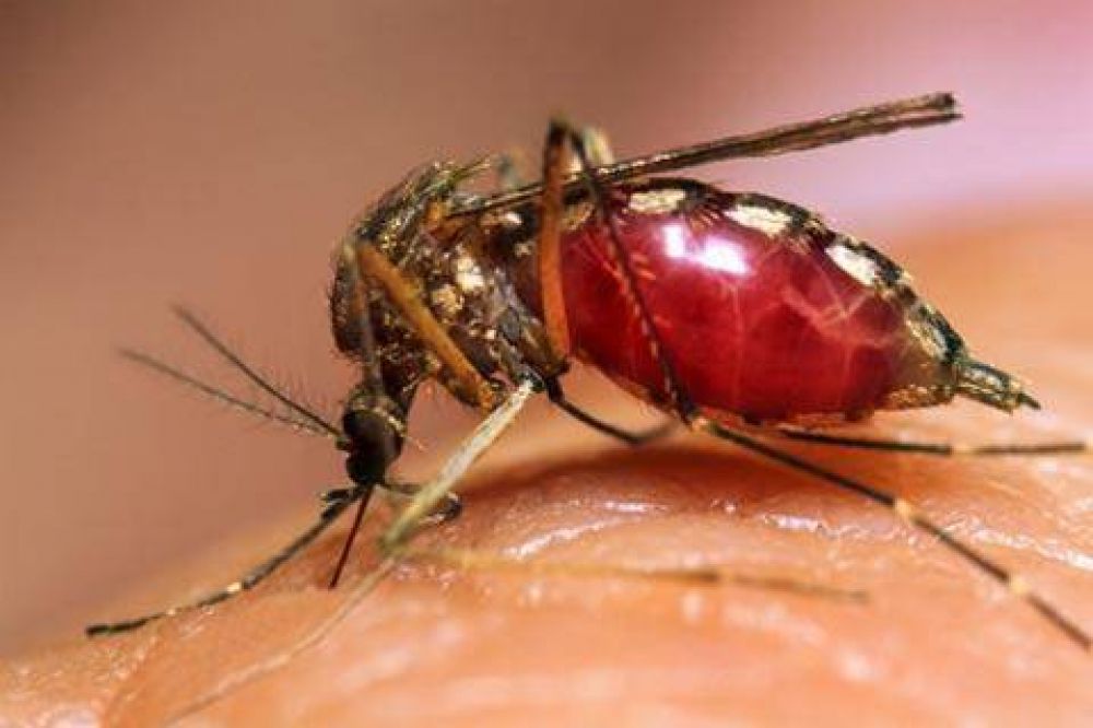 Ministro de Salud inst� a intendentes a no bajar los brazos en la lucha contra el dengue