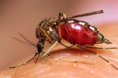 Ministro de Salud inst� a intendentes a no bajar los brazos en la lucha contra el dengue