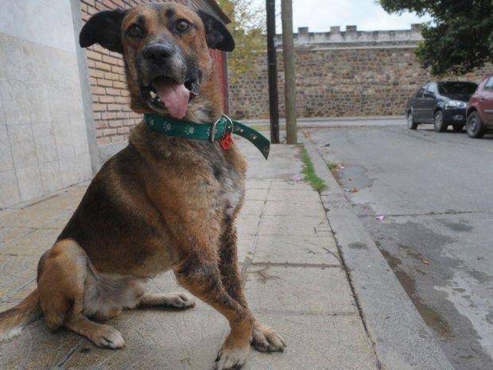 Aplican sanci�n a las menores por el perro Dardo