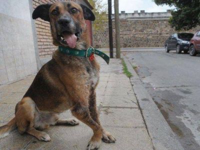 Aplican sanci�n a las menores por el perro Dardo
