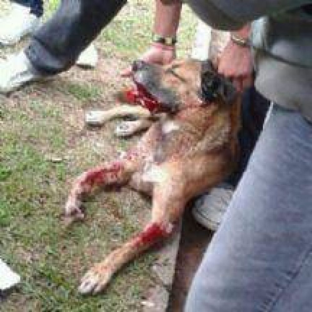 Adolescentes que hirieron a Dardo deber�n pasear perros como tarea social