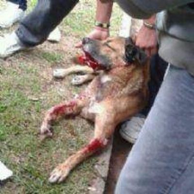 Adolescentes que hirieron a Dardo deber�n pasear perros como tarea social