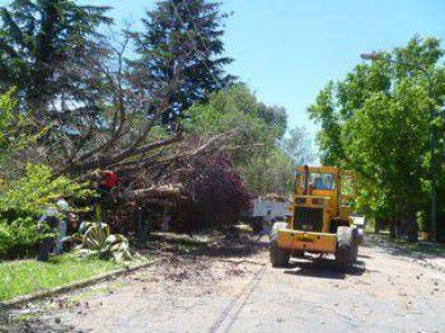 La ca�da de pinos dej� sin agua y luz a parte del Palihue