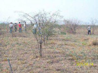 Proyecto para recuperar �reas degradadas con especies forestales aut�ctonas