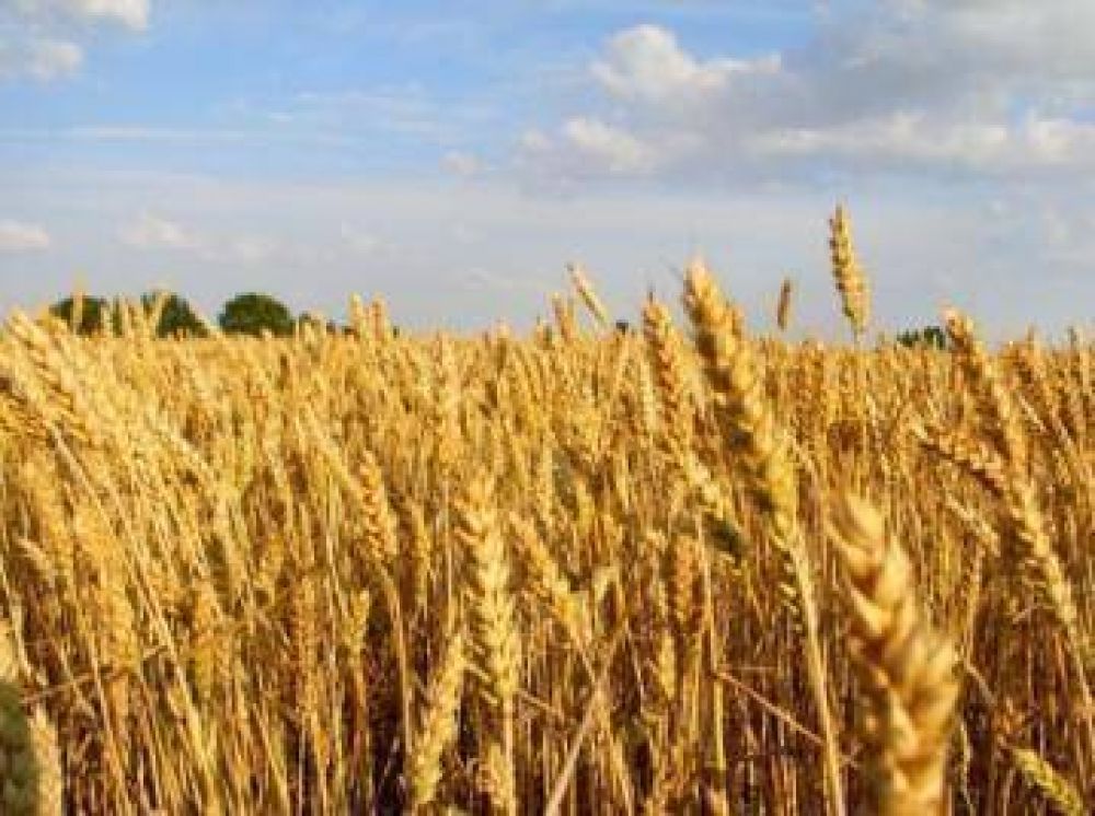 Se redujo notablemente la siembra de trigo en esta campa�a