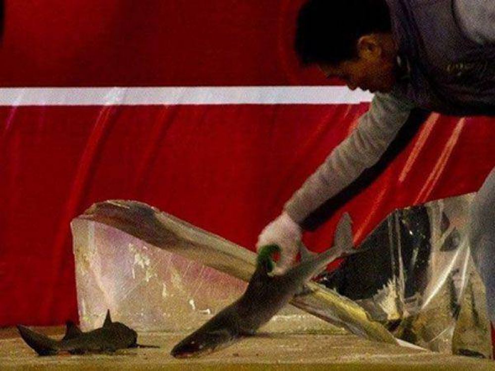 Explota un tanque de tiburones y deja 15 heridos