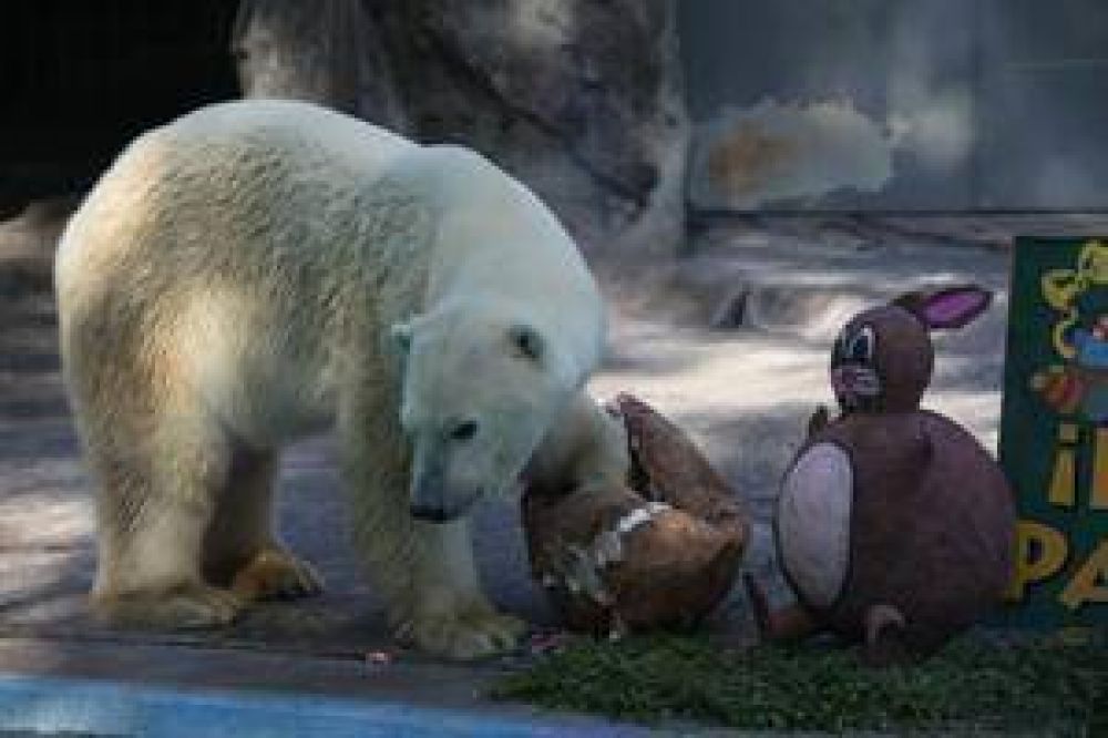Muri� Winner, el �ltimo oso polar del Zoo
