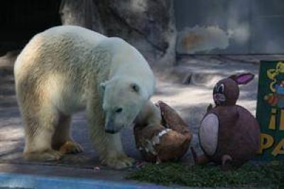 Muri� Winner, el �ltimo oso polar del Zoo
