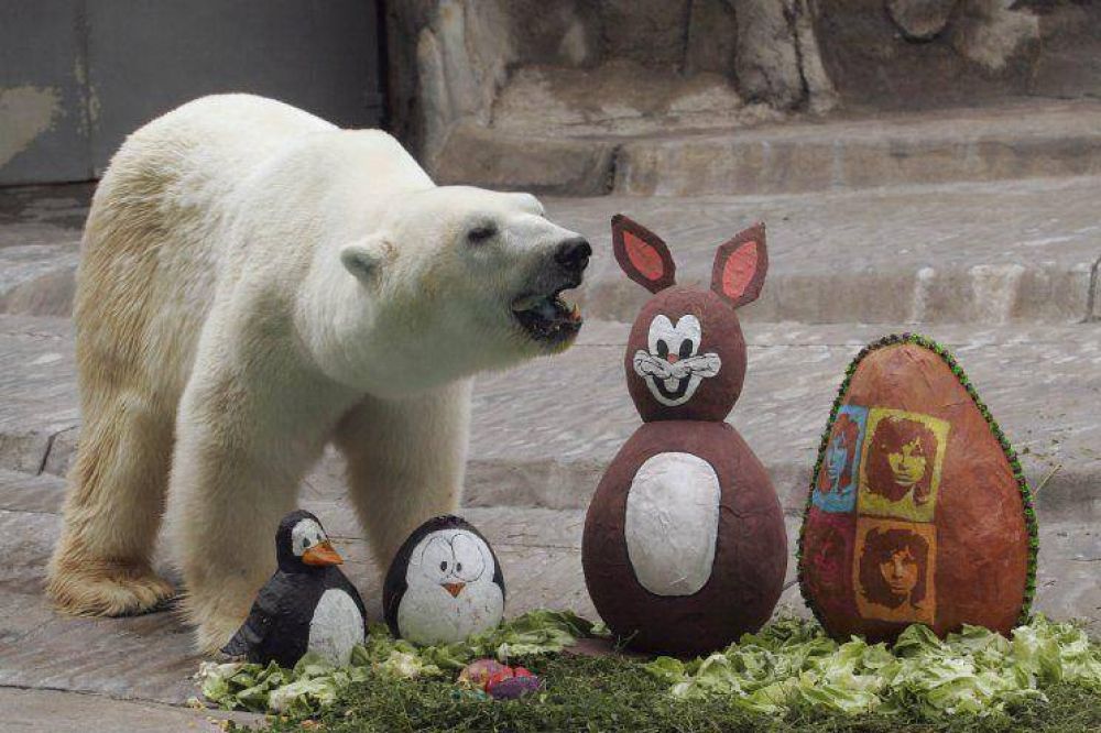 Conmoci�n en las redes por la muerte del oso polar Winner