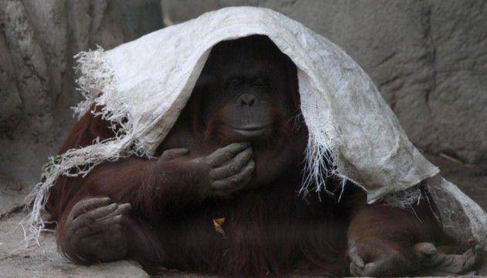 Tras la muerte de Winner, temen por otros animales
