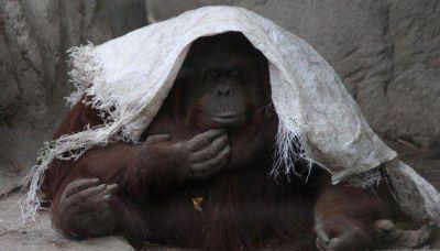 Tras la muerte de Winner, temen por otros animales