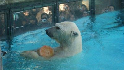 El �nico oso polar del Zoo muri� por el calor de la Navidad