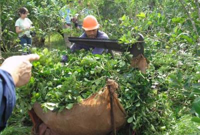 Productores yerbateros exceptuados de retenci�n de Ingresos Brutos por su primera venta