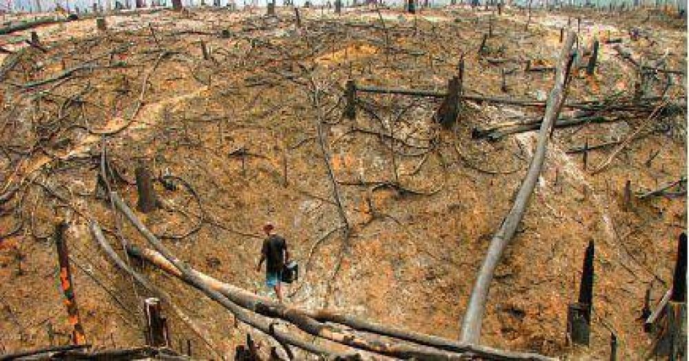 Creci� la deforestaci�n en el Amazonas