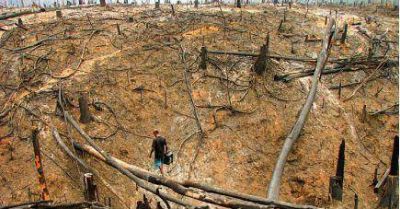 Creci� la deforestaci�n en el Amazonas