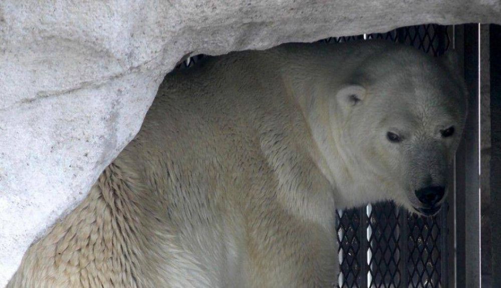 La muerte del oso polar Winner, una consecuencia casi inevitable