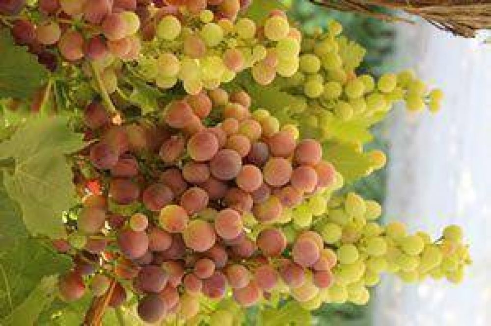 Seg�n el INV, aumentar� 24% la producci�n de uvas