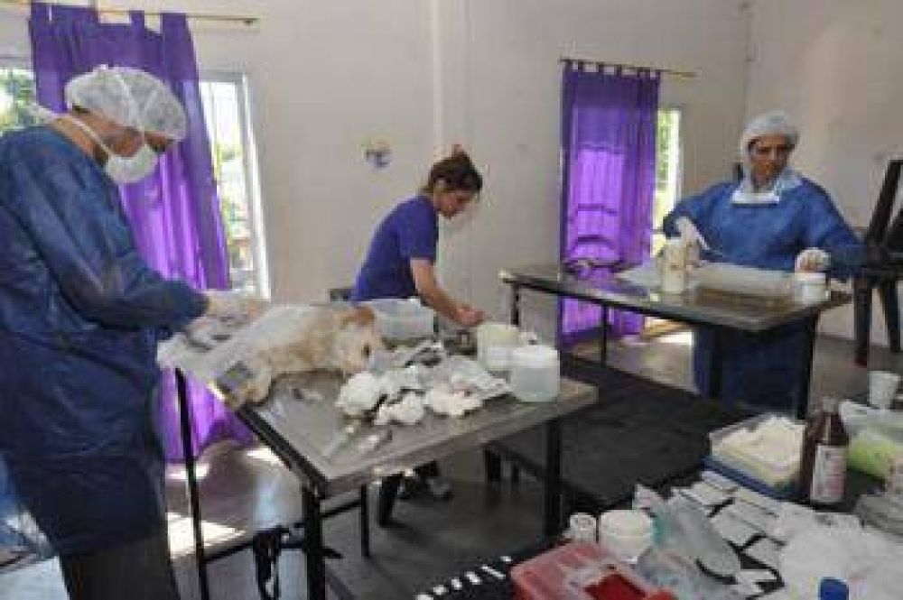 M�s de 100 animales castrados en la Campa�a de Esterilizaci�n