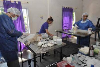 M�s de 100 animales castrados en la Campa�a de Esterilizaci�n