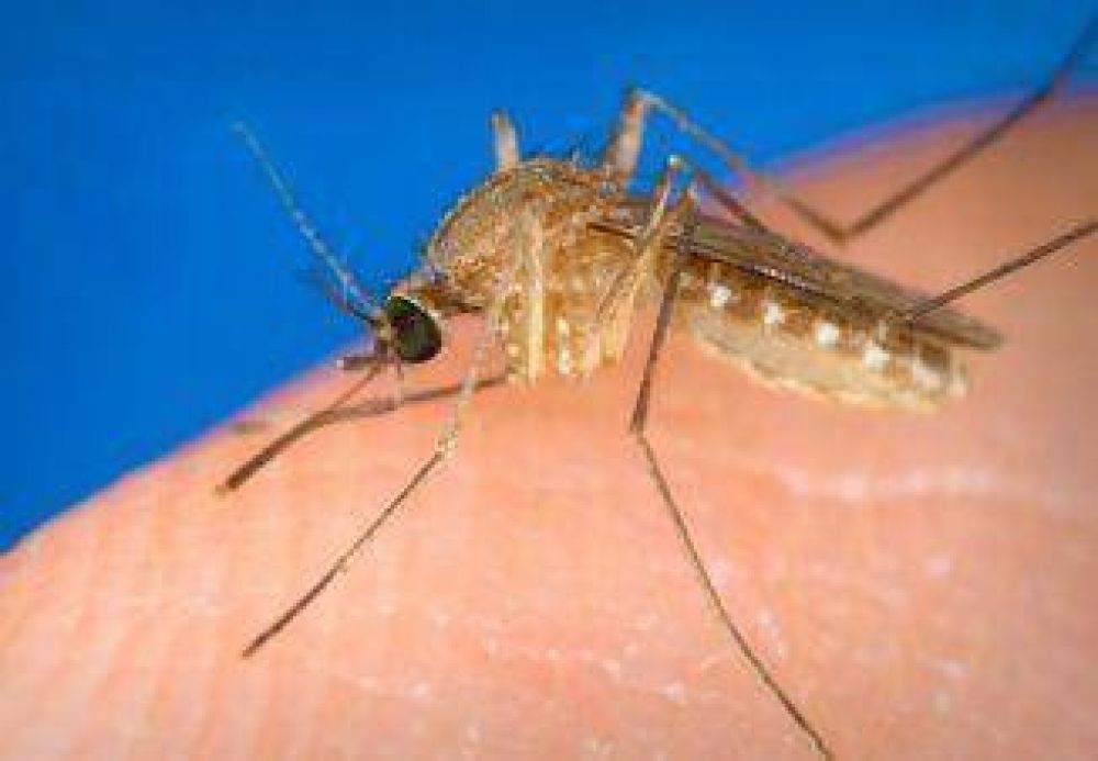 Invasi�n de mosquitos c�lex tras las lluvias