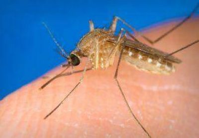 Invasi�n de mosquitos c�lex tras las lluvias