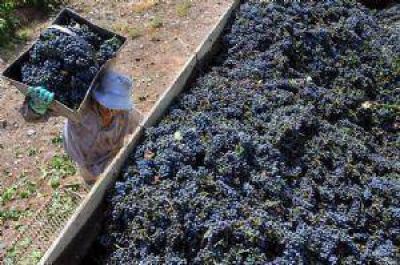 Cosecha de uva: pronostican un 26% de aumento